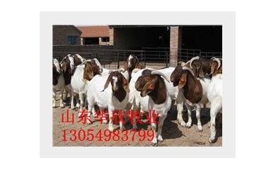 湖南怀孕波尔山羊价格，四川怀孕波尔山羊价格